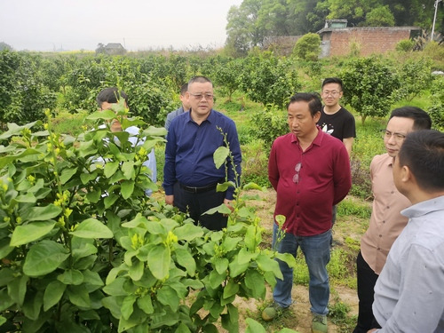 8868官方网站:何福林率博士团赴邑口村开展服务 助力乡村振兴