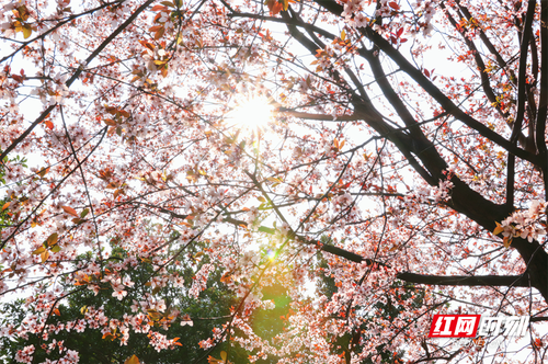 1678843005667-ty9dqiibqp