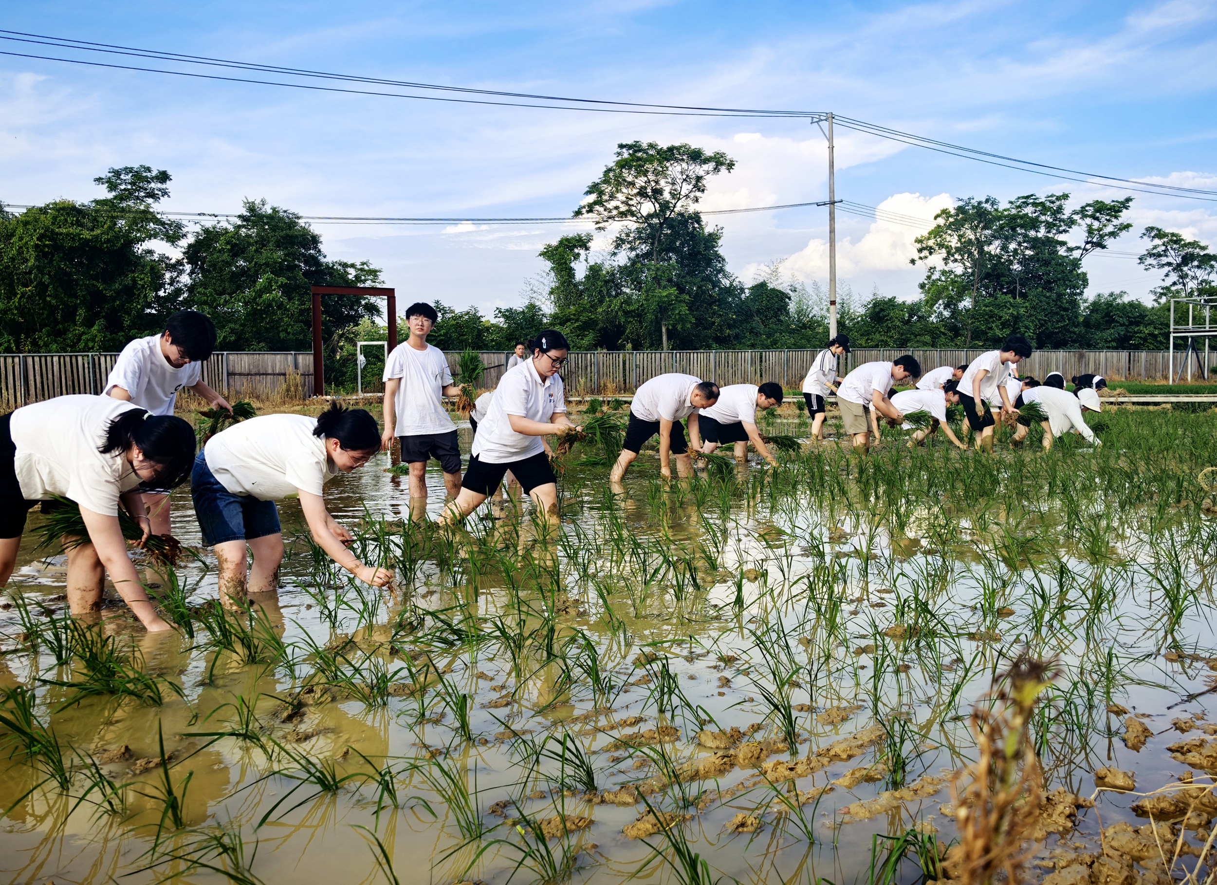 插秧 - 副本.jpg 插秧 - 副本.jpg