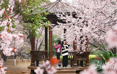 春暖花开校园美