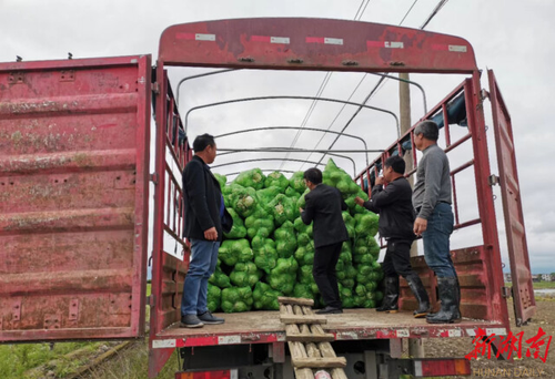 8868官方网站驻村工作队：情系菜农拓销路，为民解忧暖人心